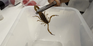 Unveil 8a21a6f614db065bb1ca2c21a5c803aede783f93e5277febbd47f37d9dbae4ca