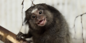 Unveil 8a21a6f614db065bb1ca2c21a5c803aede783f93e5277febbd47f37d9dbae4ca