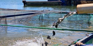 Unveil 8a21a6f614db065bb1ca2c21a5c803aede783f93e5277febbd47f37d9dbae4ca