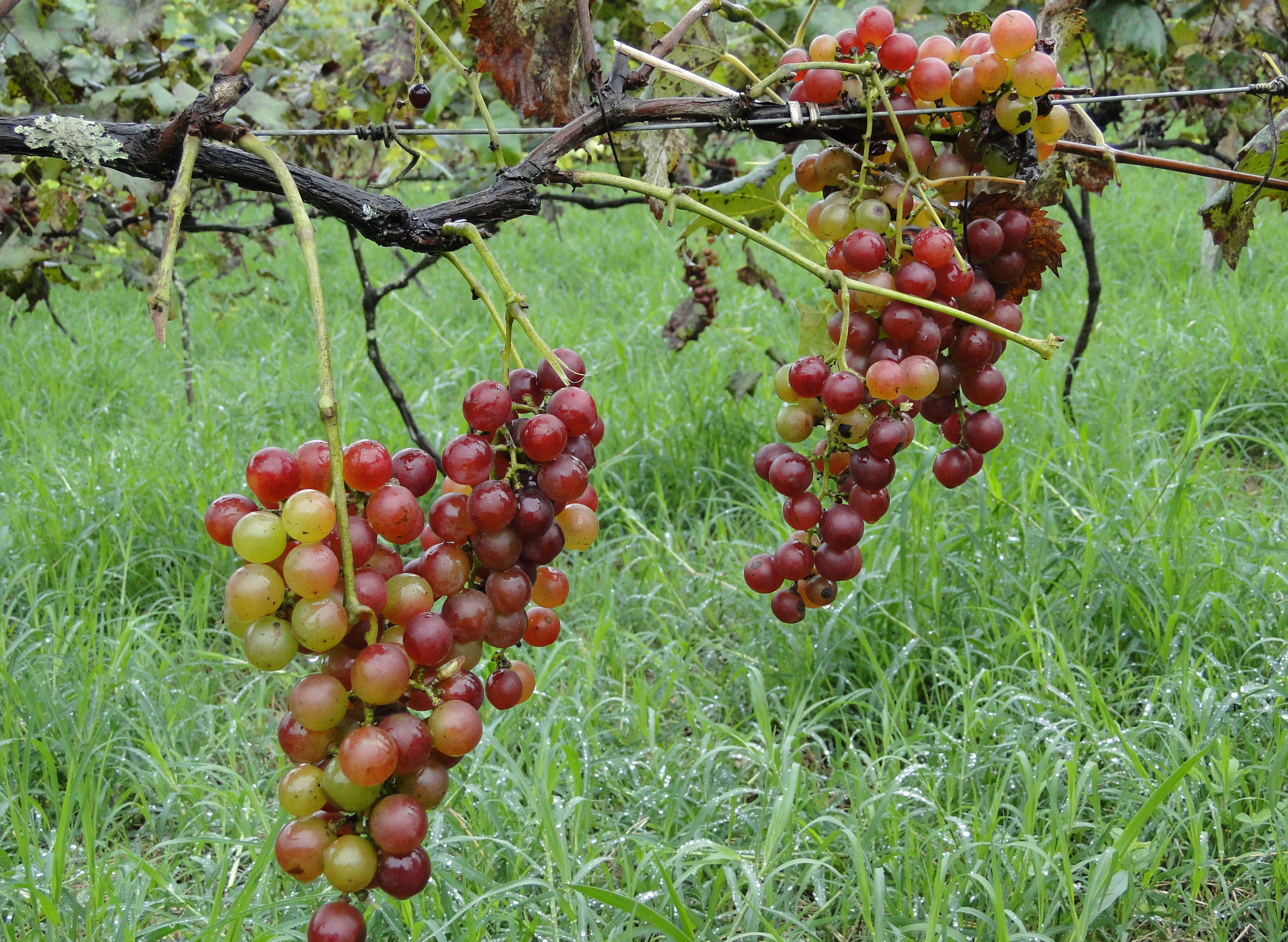 Projetos em vitivinicultura da Epamig apoiam a produção de uva e vinho por agricultores familiares em Caldas e região