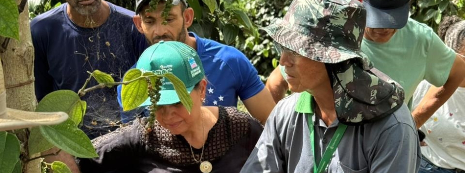 Emater-MG incentiva o cultivo de pimenta-do-reino nos Vales do Mucuri e Jequitinhonha